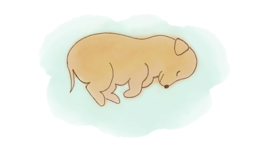 愛犬が亡くなったら…