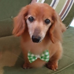 アクセルちゃん