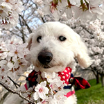 ミルキーちゃん