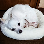 ティアラちゃん